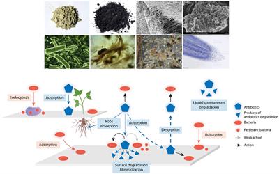 Natural detoxification of antibiotics in the environment: A one health perspective